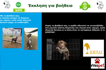 Ράτσα: Πίτ μπούλ - pitbull | Ηλικία: 4 ετών | Φύλο: Αρσενικό | Αρ. Microchip: 9821212121211111 | Περιοχή: Αττική